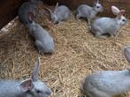 Jonge konijnen Blauw Van Sint-Niklaas, Dieren en Toebehoren, Konijnen, Meerdere dieren, Groot, 0 tot 2 jaar