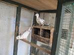 oiseaux, Vrouwelijk, Tam