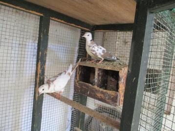 oiseaux beschikbaar voor biedingen