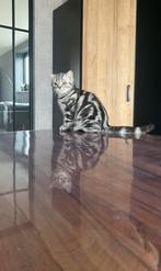 Brits korthaar Silver Tabby, Dieren en Toebehoren, Katten en Kittens | Raskatten | Korthaar, Meerdere dieren, Gechipt, 0 tot 2 jaar