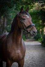 Super sociale ruin als weidemaatje, Dieren en Toebehoren, Paarden, Gechipt, Ruin, Niet van toepassing, 11 jaar of ouder