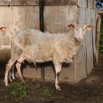 schaap voor de slacht, Animaux & Accessoires, Moutons, Chèvres & Cochons, Mouton