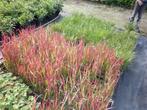 japans bloedgras, Tuin en Terras, Planten | Tuinplanten, Ophalen, Volle zon, Vaste plant, Siergrassen