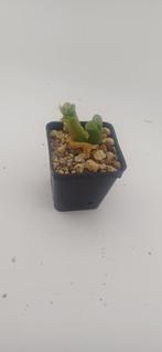 conophytum, Huis en Inrichting, Vetplant, Ophalen of Verzenden, Minder dan 100 cm, Volle zon