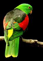 GEZOCHT 2-0 Roodvleugelparkiet 2024/2025/2026, Dieren en Toebehoren, Mannelijk, Parkiet