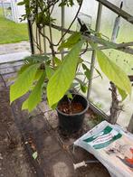 Paw paw plant groot, Tuin en Terras, Ophalen