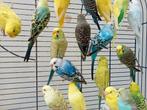 Golvende parkieten te koop, Dieren en Toebehoren, Vogels | Parkieten en Papegaaien, Meerdere dieren, Parkiet