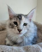 Nog 1 prachtig zilver Maine coon kitten, Dieren en Toebehoren, Katten en Kittens | Raskatten | Langhaar, Poes, Gechipt, 0 tot 2 jaar