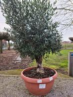 Olijfboom Olea Europaea in schaal, Ophalen, Olijfboom