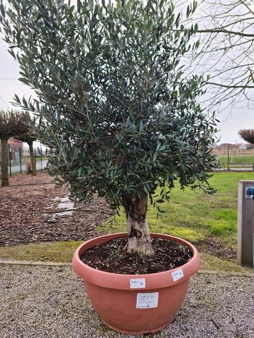 Olijfboom Olea Europaea in schaal  beschikbaar voor biedingen