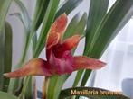 Botanische Orchidee Maxillaria brunnea. Zeer geurig!, Ophalen of Verzenden