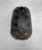 Antiek schildpadschild - taxidermie schild - Landschildpad, Enlèvement ou Envoi
