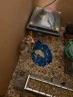 Barnevelder haantjes., Animaux & Accessoires