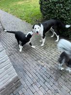 Raszuivere border collie pup (reutje), Animaux & Accessoires, Chiens | Bergers & Bouviers, Hépatite contagieuse (maladie de Rubarth)