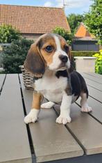 beagle pups, België, Beagle, CDV (hondenziekte), 8 tot 15 weken