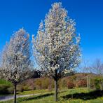 Pyrus calleryana "Chanticleer", Ophalen, Volle zon