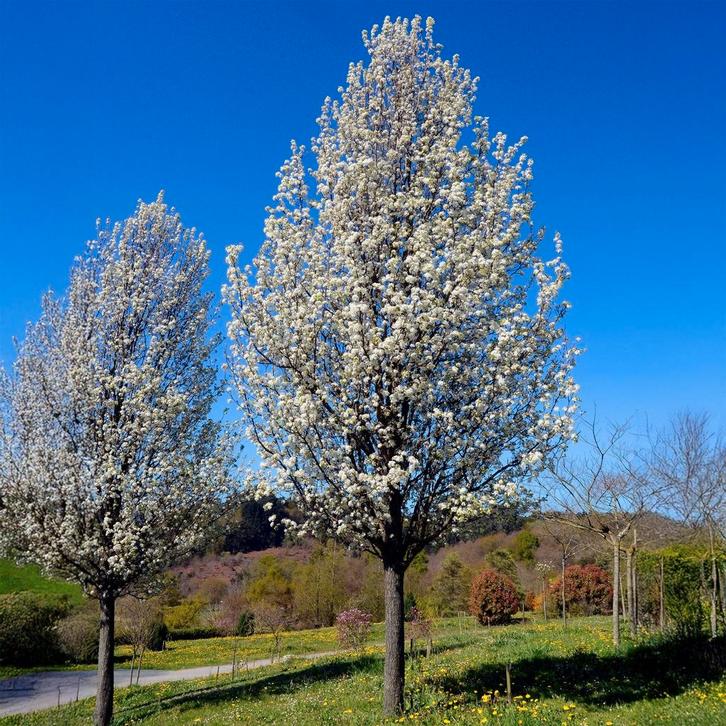 Pyrus calleryana "Chanticleer", Tuin en Terras, Planten | Bomen, Volle zon, Ophalen