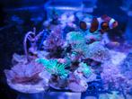 Verschillende soft koralen stekjes, Dieren en Toebehoren, Vissen | Aquariumvissen