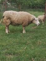Brebis texel français 2 ans, Animaux & Accessoires, Femelle, Mouton, 0 à 2 ans