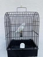 GRASPARKIETEN T.C.B (SPANGLE) . 2025., Dieren en Toebehoren, Vogels | Parkieten en Papegaaien, Meerdere dieren, Parkiet, Geringd