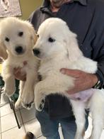 Mooi nestje golden retrievers, Dieren en Toebehoren, Golden retriever, België, CDV (hondenziekte), 8 tot 15 weken