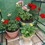 Set 3 meerjarige bloeiende balkon- terrassplanten, Tuin en Terras, Ophalen, Vaste plant