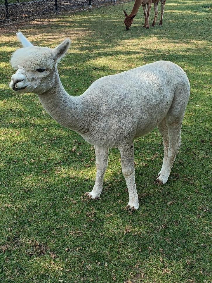 Drachtige alpaca merrie, Animaux & Accessoires, Animaux Autre, Femelle, Mai