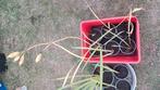 Vijverplanten,gele lis in pot., Ophalen, Zomer, Vijverplanten