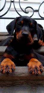 Dobermann puppy te koop, Dieren en Toebehoren, Honden | Bulldogs, Pinschers en Molossers, België, Fokker | Hobbymatig, Overige rassen