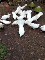 Witte pauwstaart, Dieren en Toebehoren, Meerdere dieren, Overige soorten