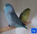 Forpussen, Dieren en Toebehoren, Vogels | Parkieten en Papegaaien, Meerdere dieren, Parkiet, Geringd