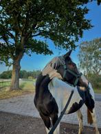 3,5 jarige merrie, Dieren en Toebehoren, Met stamboom, 3 tot 6 jaar, Onbeleerd, Recreatiepony