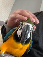 Ararauna temmen voor mannen, Dieren en Toebehoren, Mannelijk, Papegaai, Pratend