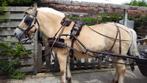 Gezocht koets paard, Dieren en Toebehoren, Paarden