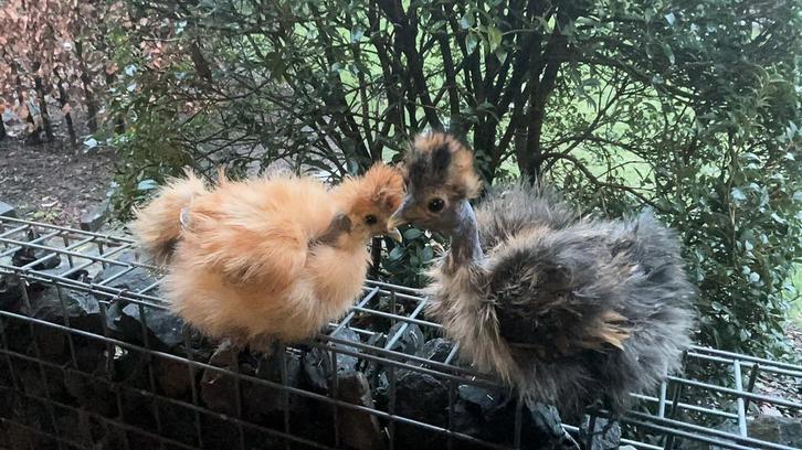 Usa zijdehoen naakthals, Dieren en Toebehoren, Pluimvee, Kip, Geslacht onbekend