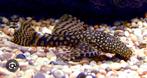 Warm water vissen te koop, Dieren en Toebehoren, Vissen | Aquariumvissen, Vis, Zoetwatervis, Schoolvis