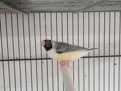 Diamantbeurs van Goulds, Dieren en Toebehoren, Vogels | Overige Vogels, Mannelijk