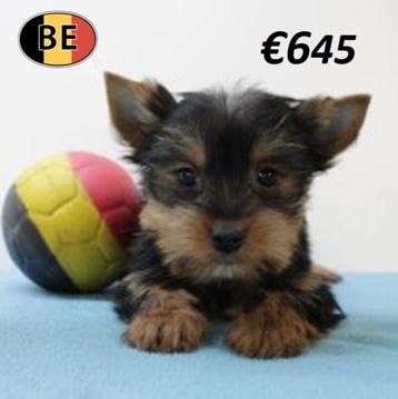 Yorkshire - Adrables chiots belges à vendre, Commerçant, Yorkshire Terrier, 8 à 15 semaines, Plusieurs