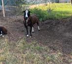 Mooie zwartbles bok, Dieren en Toebehoren, Schapen, Geiten en Varkens, Mannelijk, 0 tot 2 jaar