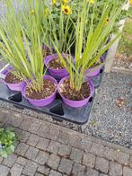 Panicum virgatum northwind, Tuin en Terras, Ophalen