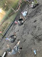 Kalkoen haan, Animaux & Accessoires, Volatiles, Dinde