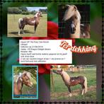 Ter dekking , niet te koop ., Dieren en Toebehoren, Paarden, Meerdere dieren