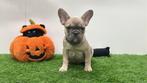 Franse Bulldog pups, Dieren en Toebehoren, België, 8 tot 15 weken, CDV (hondenziekte), Bulldog