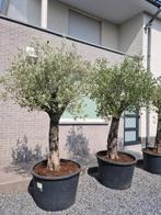 Mooi vertakte olijfbomen Olea Europaea, Ophalen