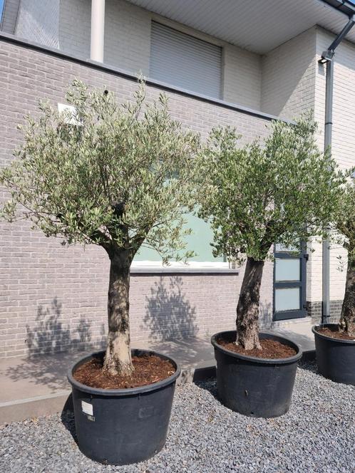 Mooi vertakte olijfbomen Olea Europaea, Tuin en Terras, Planten | Bomen, Ophalen