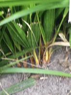 Semis de palmier trachycarpus Fortunei, Tuin en Terras, Planten | Bomen, Verzenden, Palmboom, Minder dan 100 cm