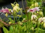Akelei kleine plantjes, bloei voor volgend jaar, Volle zon, Vaste plant, Lente, Ophalen