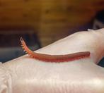 Velvet worms (Epiperipatus barbadensis), Animaux & Accessoires, Reptiles & Amphibiens, Autres espèces