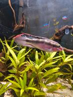 Kersenbuik cichliden