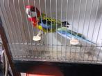 Rosellas van 2025, Dieren en Toebehoren, Vogels | Parkieten en Papegaaien